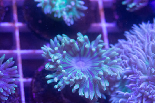 Tabling Duncan Frag "Not WYSIWYG"