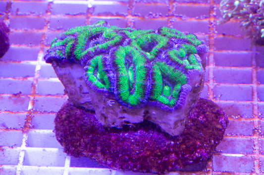 Acan Neon green Colony. WYSIWYG (B1)