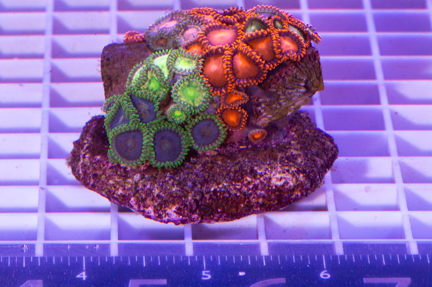 Zoa Colony. WYSIWYG. (E7)