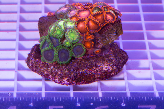 Zoa Colony. WYSIWYG. (E7)