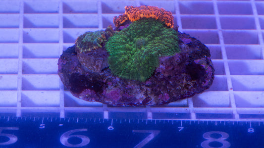 Mushroom Colony WYSIWYG (I4)