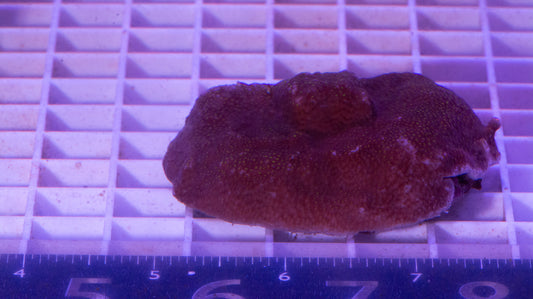 Montipora Colony WYSIWYG (A1)