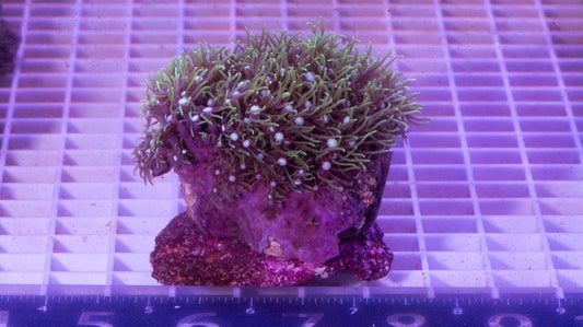 Green Star Polyp Colony. WYSIWYG. (G6)