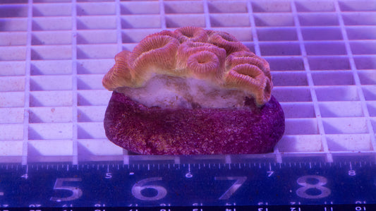 Favia Colony. WYSIWYG. (C4)