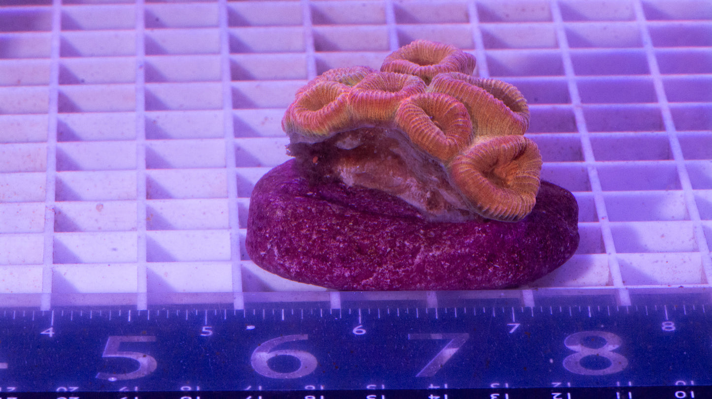 Favia Colony. WYSIWYG. (C4)