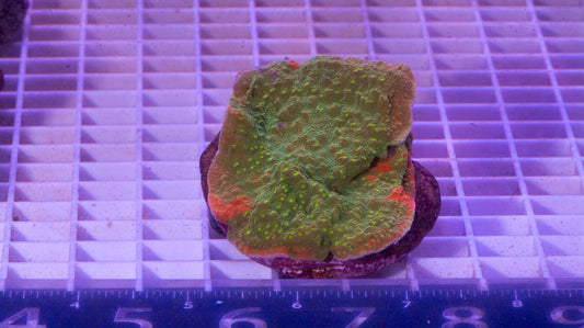 Chalice Colony WYSIWYG (A4)