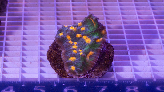 Chalice Colony WYSIWYG (A3)