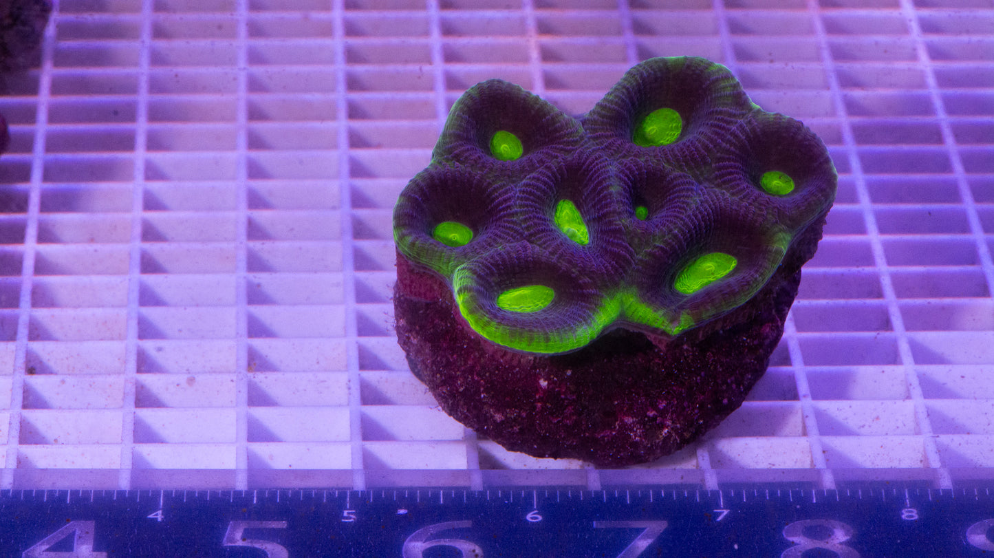 Favites Colony. WYSIWYG. (E6)