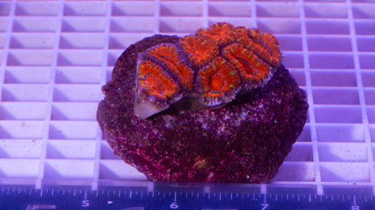 Acan Lord. WYSIWYG. (C2)