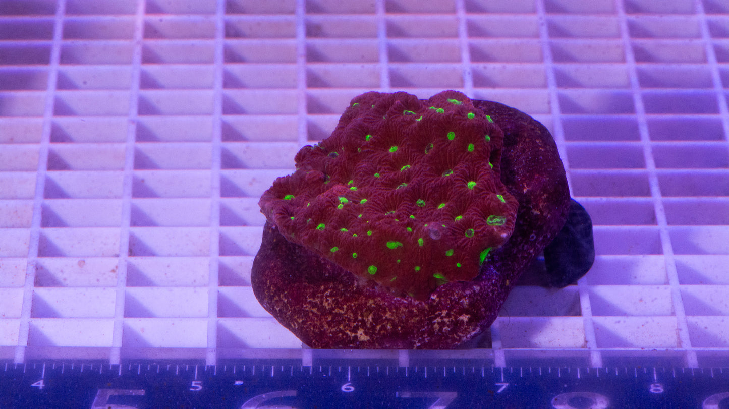 Favites colony. WYSIWYG (A5)