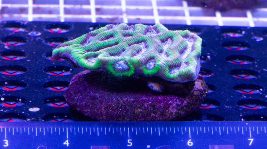 Platygyra WYSIWYG (D3)