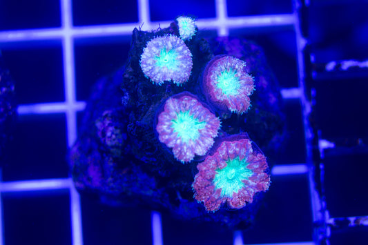 Blastomussa Mini Colony WYSIWYG (I6)