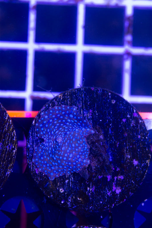 Ultra Disco Mushroom Frag. WYSIWYG M(A2)