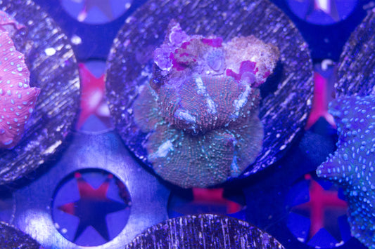 Ultra Disco Mushroom Frag. WYSIWYG M(B3)