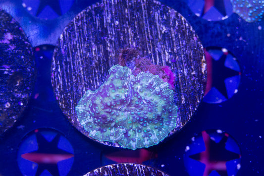 Ultra Disco Mushroom Frag. WYSIWYG M(B2)