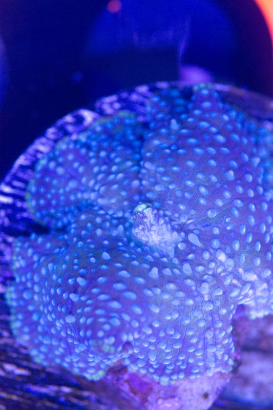 Ultra Disco Mushroom Frag. WYSIWYG m(A1)