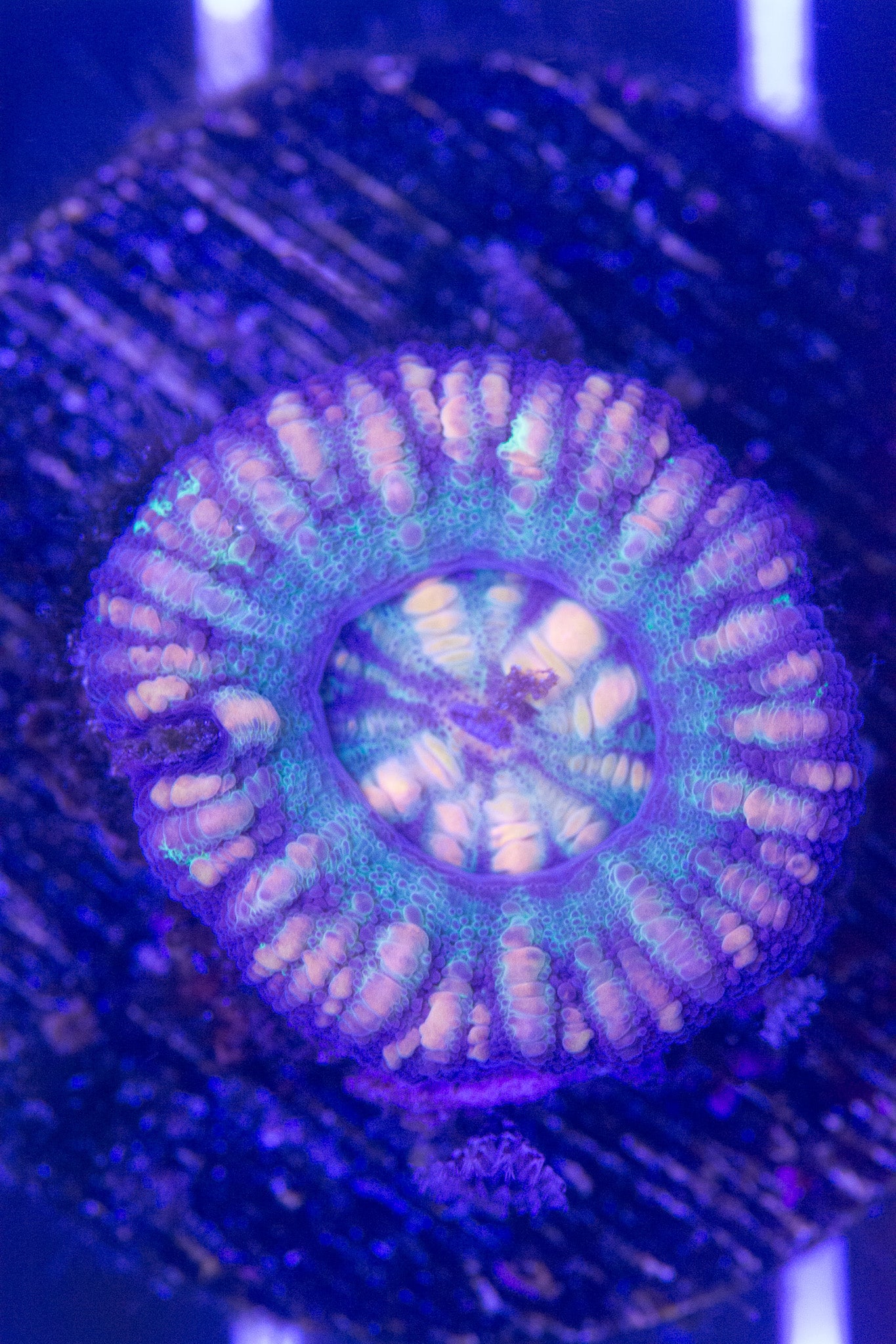 Mini Scolymia WYSIWYG S(B2)