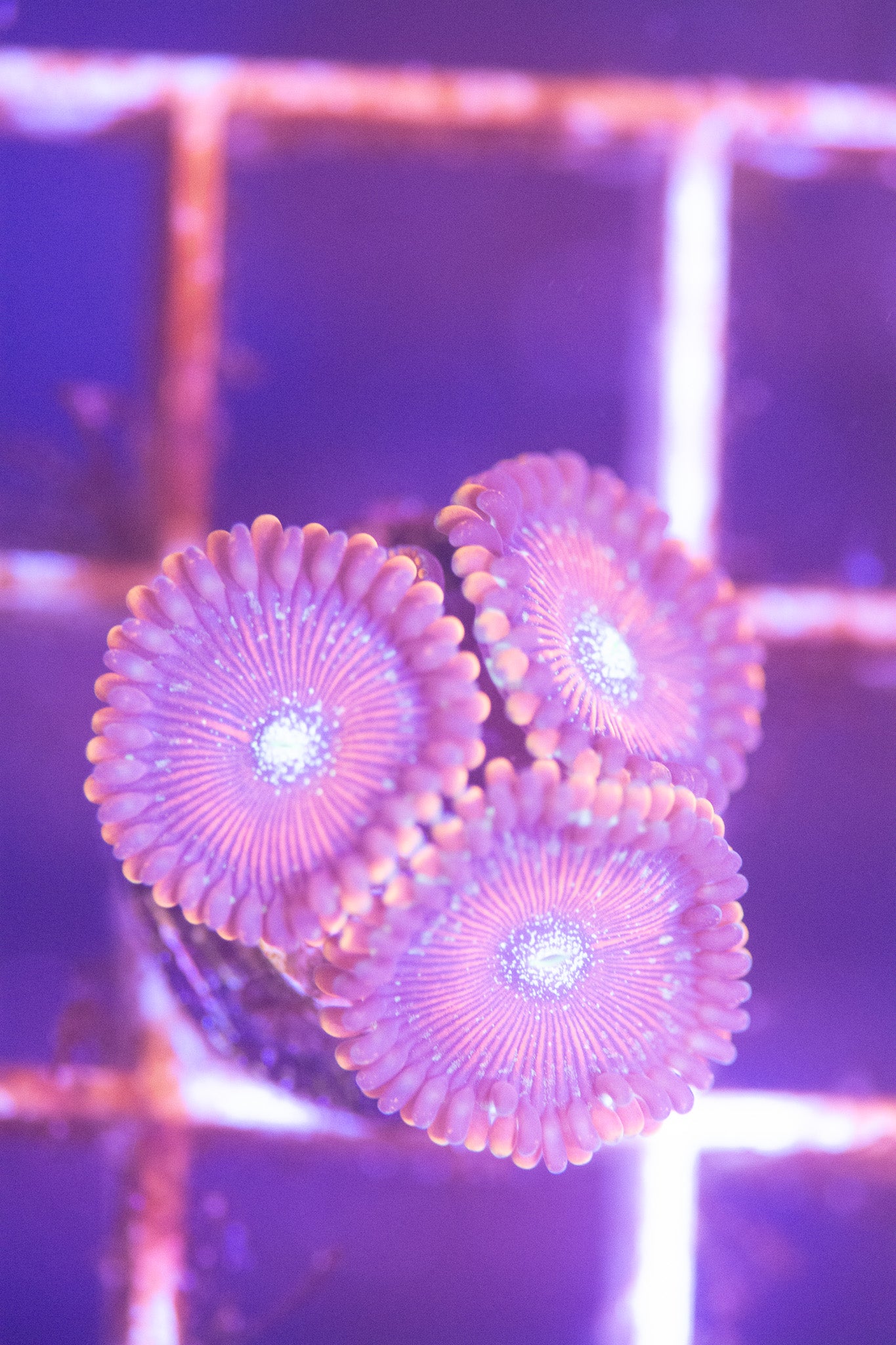 ECC Warlock Zoanthid Frag