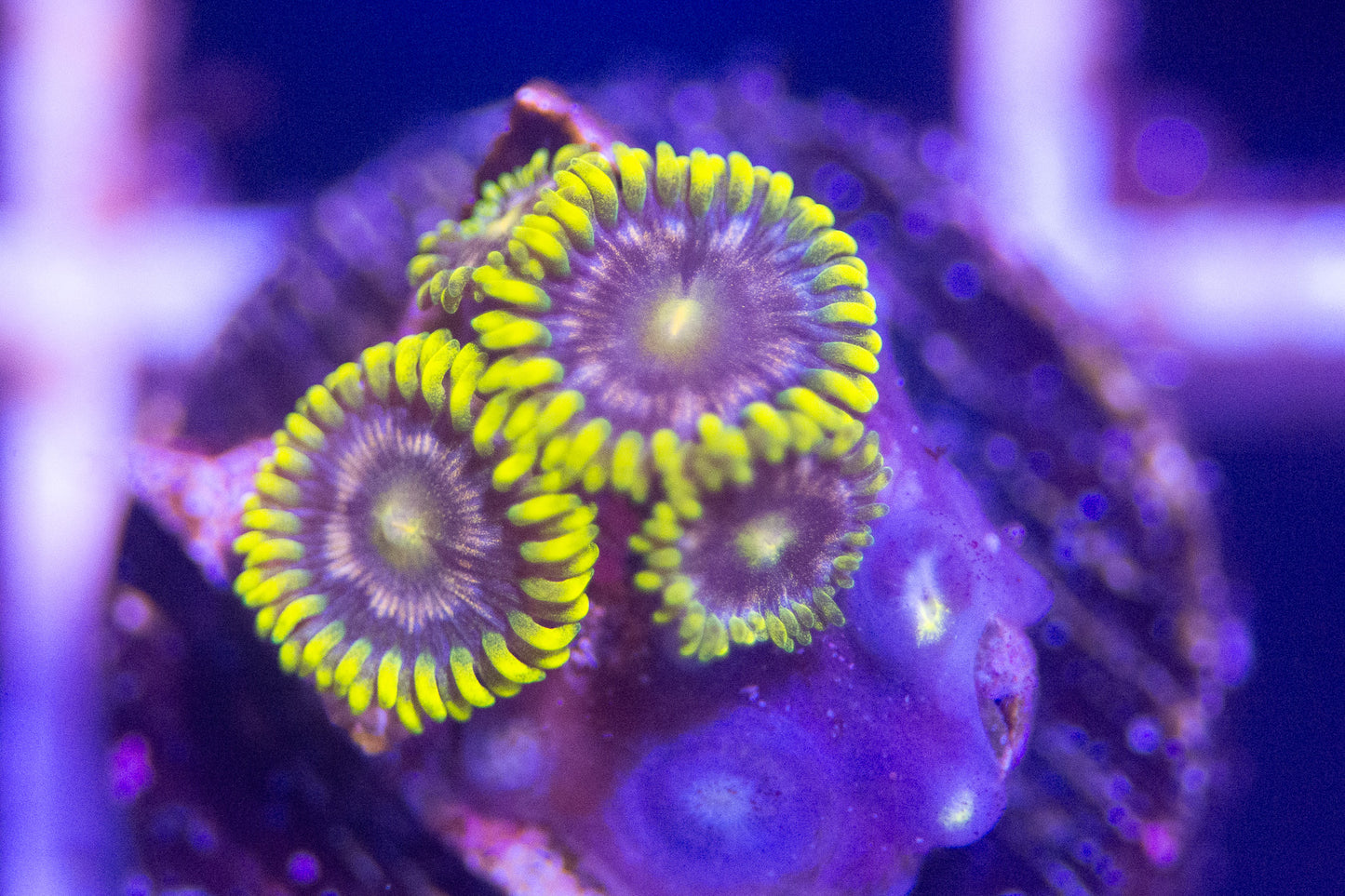 ECC Mister Twister Zoa Frag