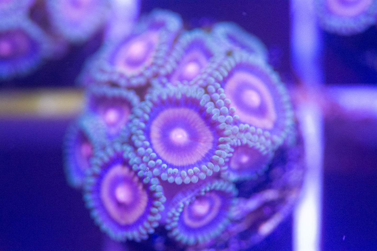 ECC Plasma Cutter Zoa Frag. 4 or more polyps