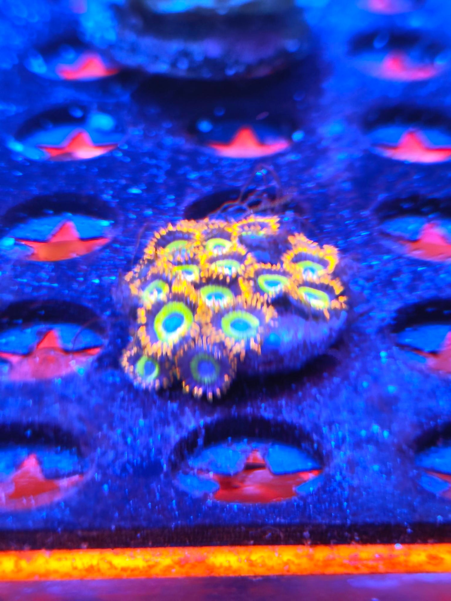 Zoa's