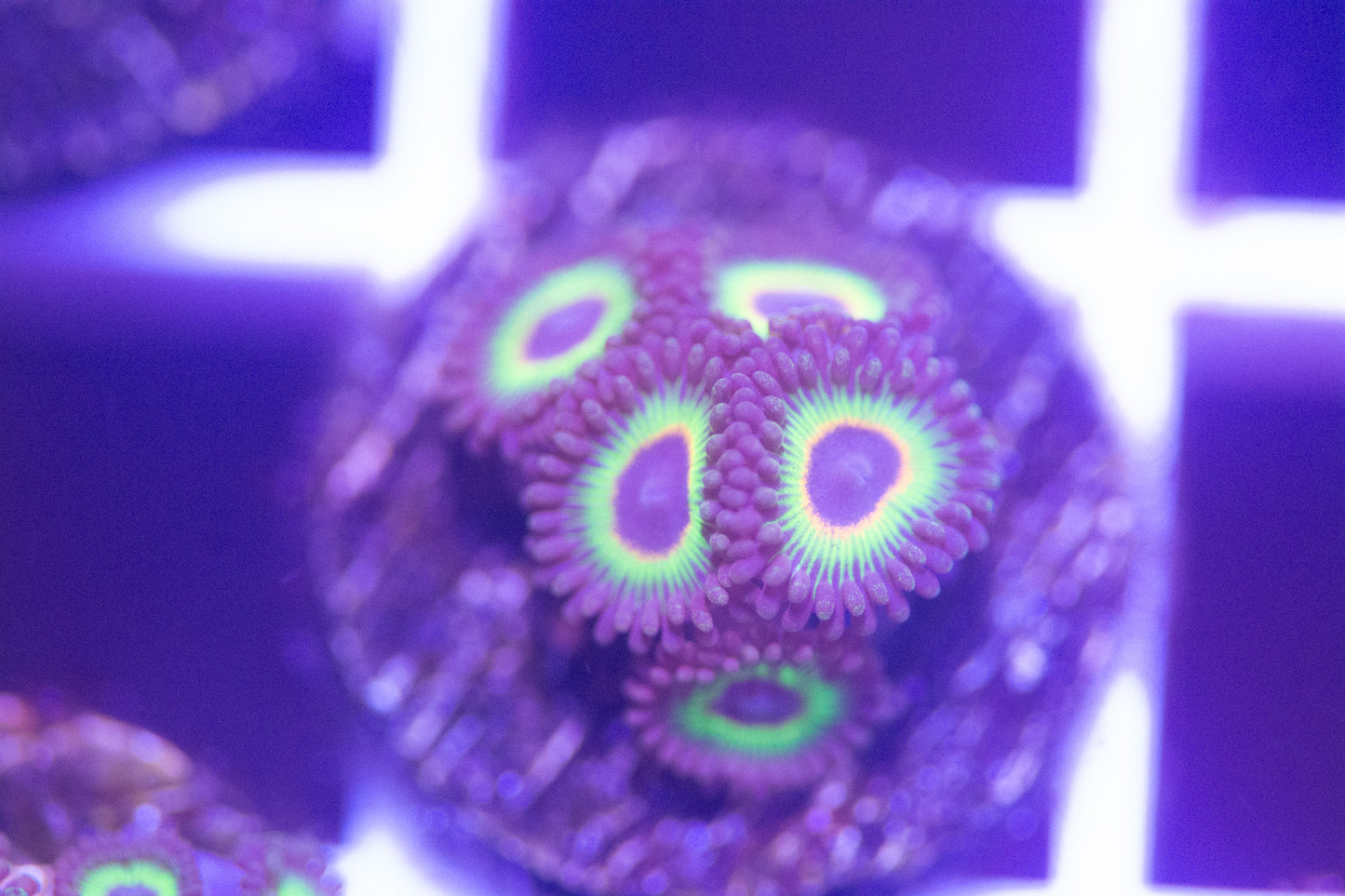 ECC Bob Marley Zoanthid Frag