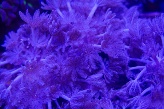 Pulsing Xenia Big Frag.  "Not WYSIWYG"  1.5" plug