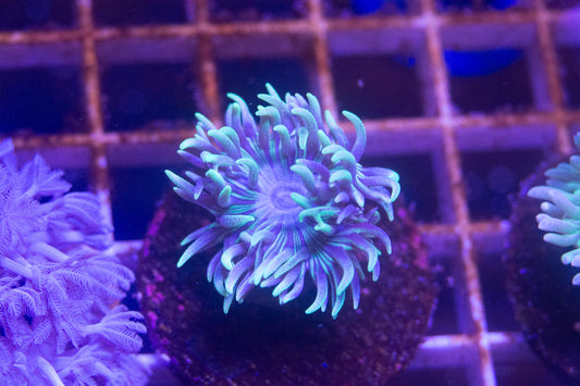 Tabling Duncan Frag  "Not WYSIWYG"