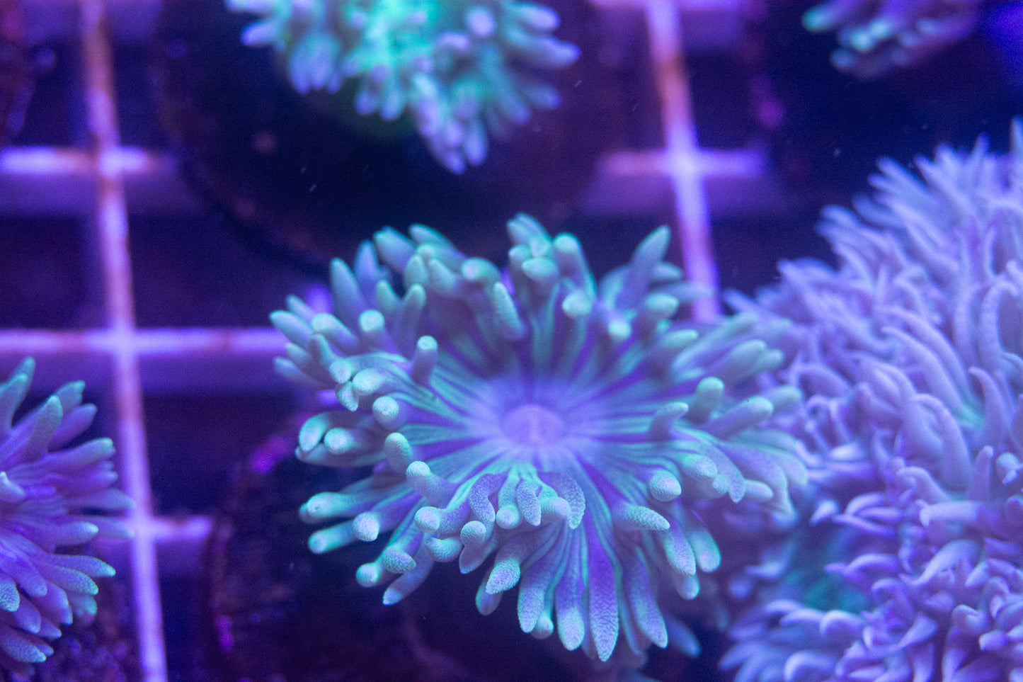 Tabling Duncan Frag  "Not WYSIWYG"