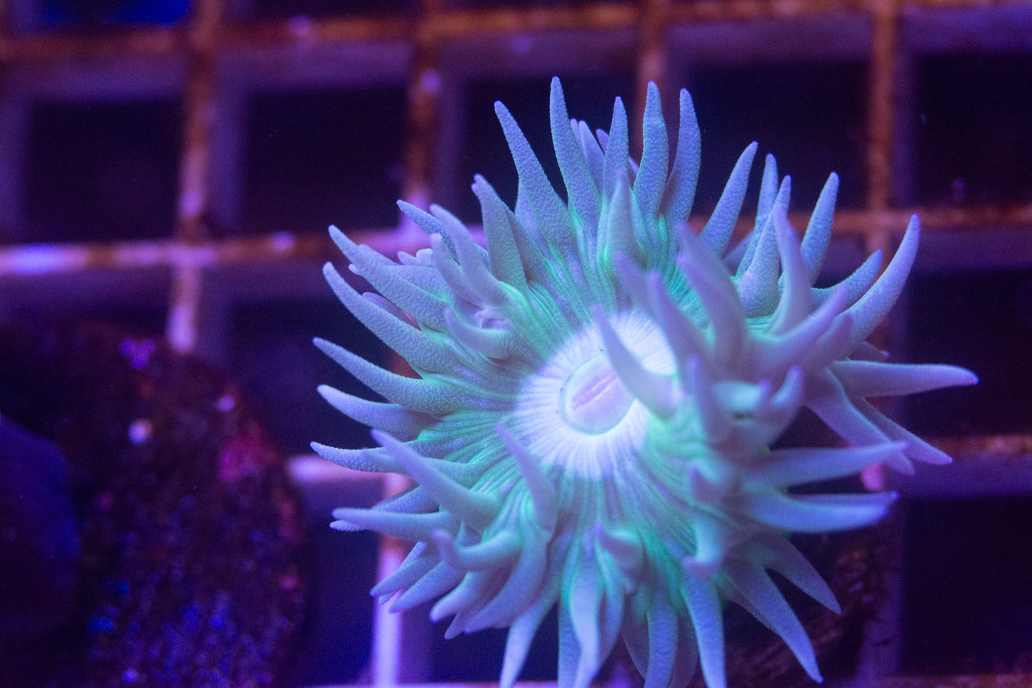 Tabling Duncan Frag  "Not WYSIWYG"