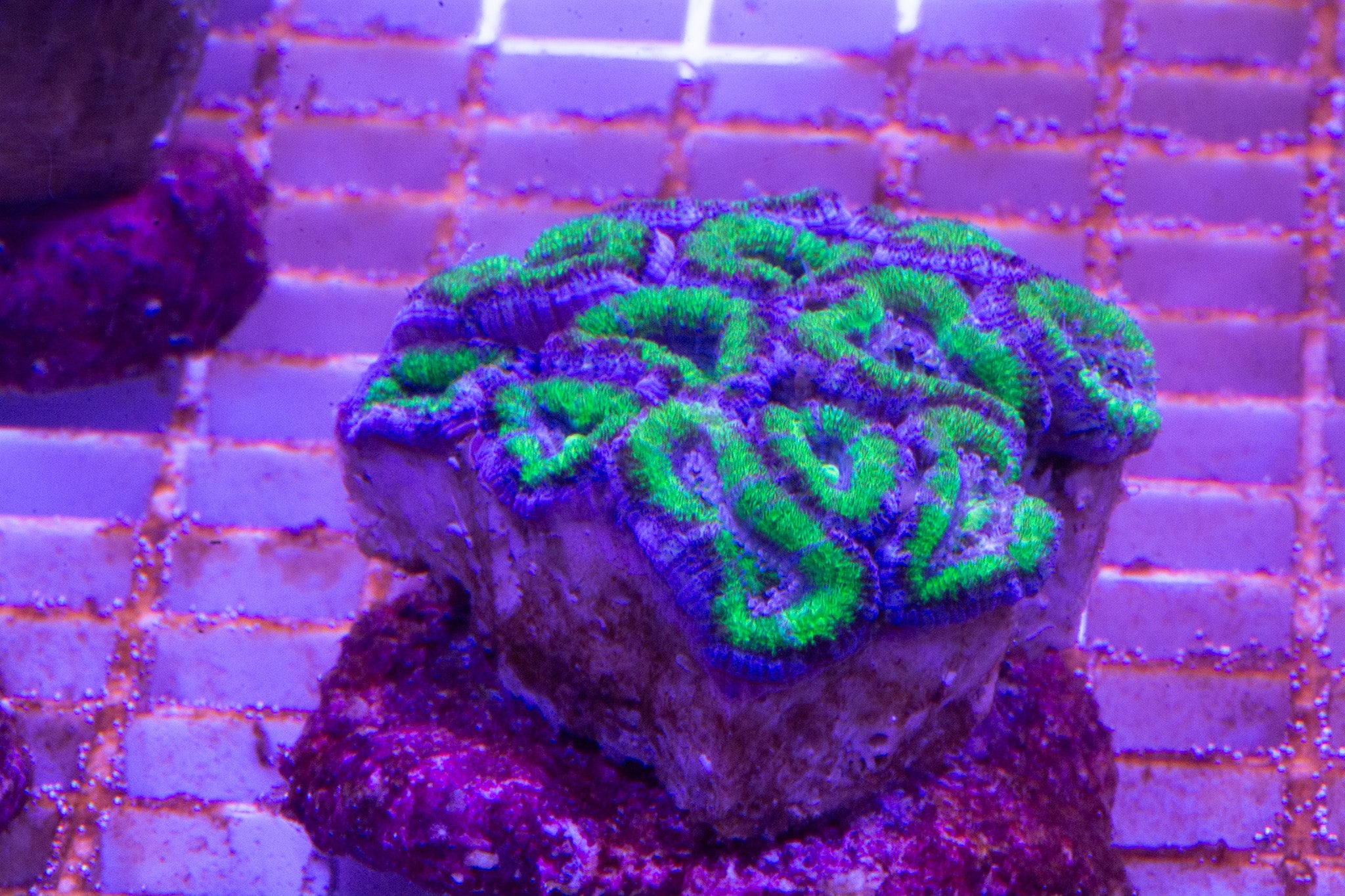 Acan Neon green Colony.  WYSIWYG  (B1)