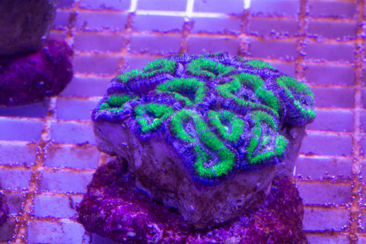 Acan Neon green Colony.  WYSIWYG  (B1)