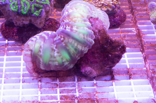 Cynarina/Button WYSIWYG. (F) Show Size