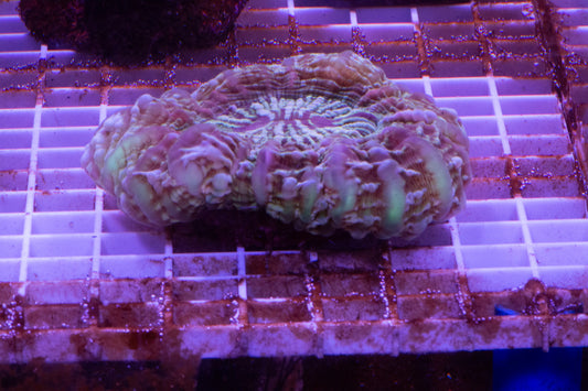 Cynarina/Button WYSIWYG Show size