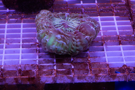 Cynarina/Button WYSIWYG Show size