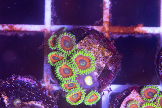 ECC Eagle Eye Zoa