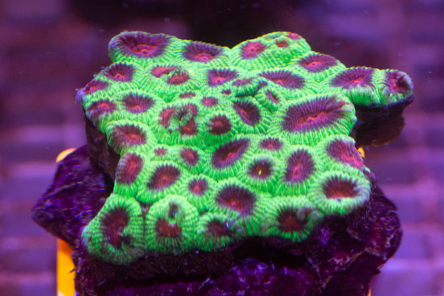 Favia Colony WYSIWYG (D4)