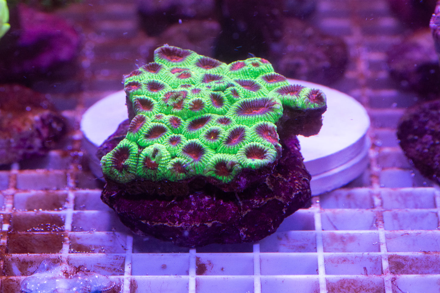 Favia Colony WYSIWYG (D4)