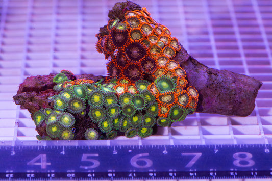 Zoa Colony on rock  WYSIWYG  (Y)
