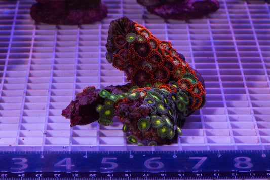 Zoa Colony on rock  WYSIWYG  (Y)