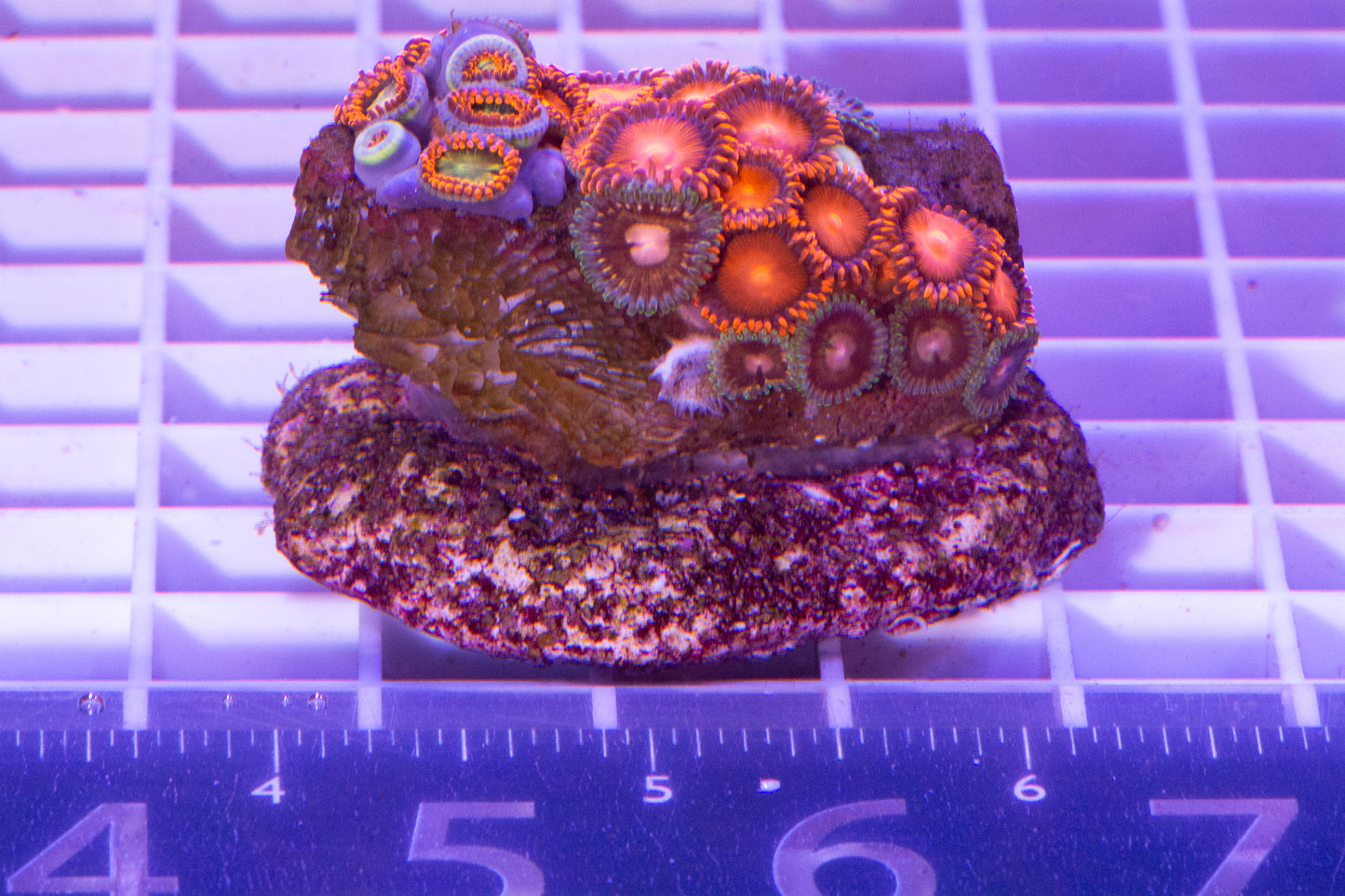 Zoa  Colony.  WYSIWYG. (E7)