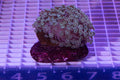 Alveopora Colony  WYSIWYG  (H1)