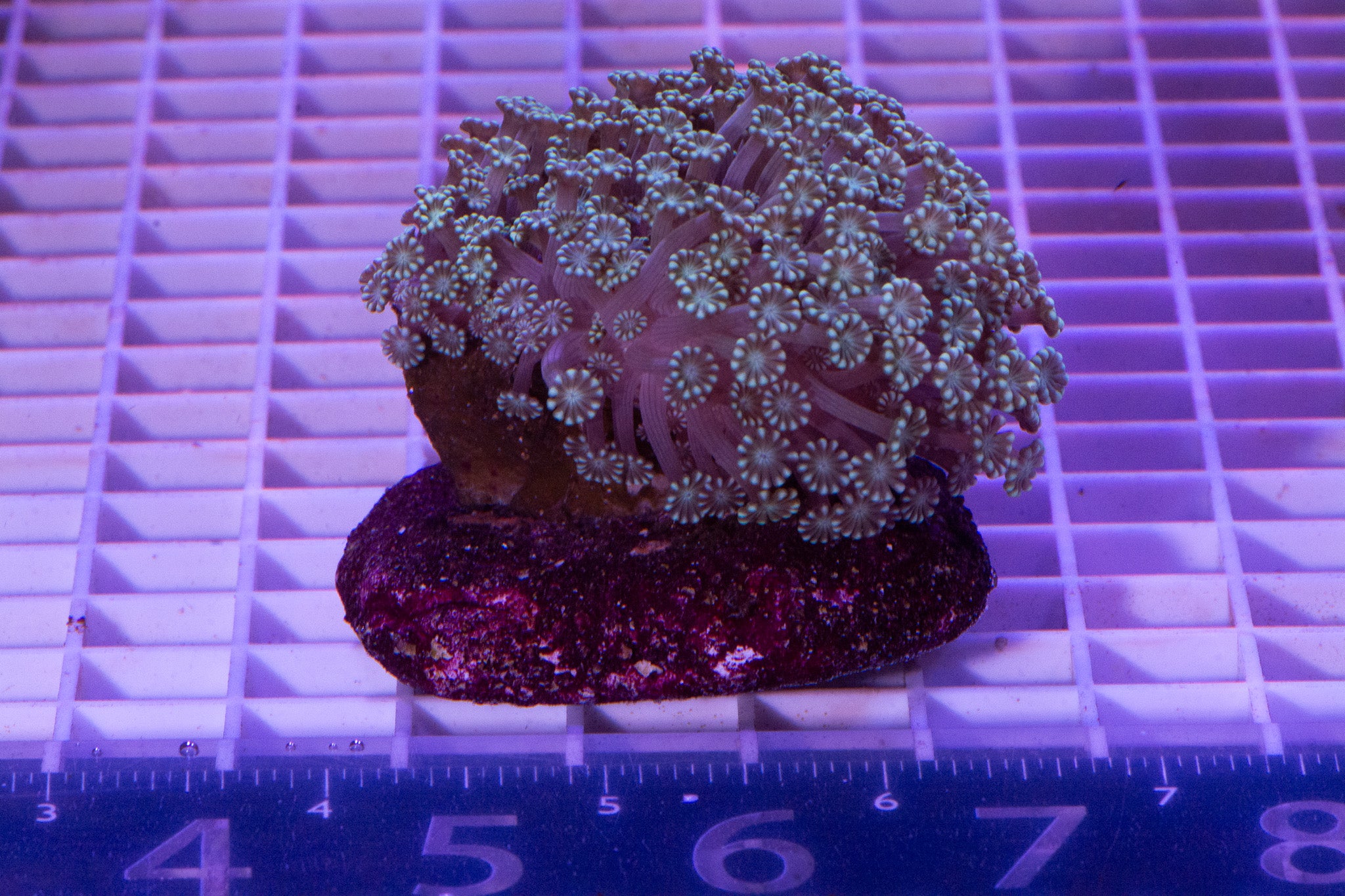 Alveopora Colony  WYSIWYG  (H1)