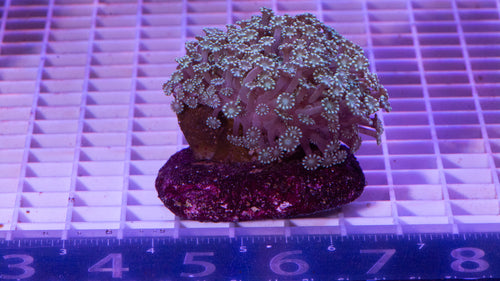 Alveopora Colony  WYSIWYG  (H1)