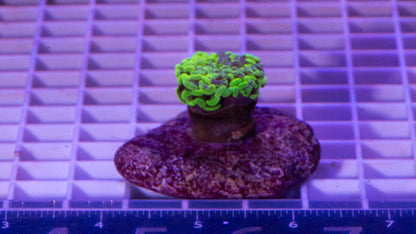 Hammer, Green/Purple  WYSIWYG (F2)