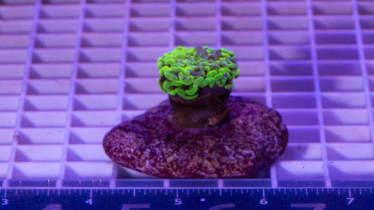 Hammer, Green/Purple  WYSIWYG (F2)