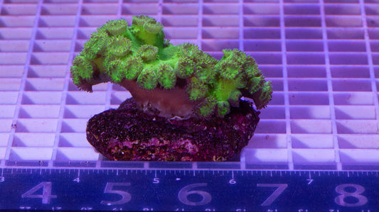 Turbinaria Colony  WYSIWYG  (A7)