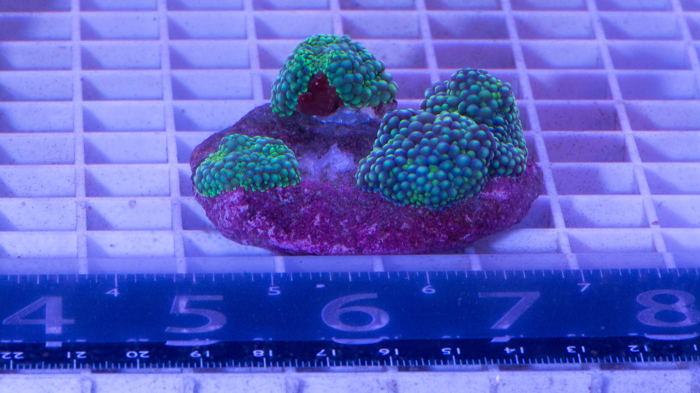 Mushroom Colony  WYSIWYG  (I3)