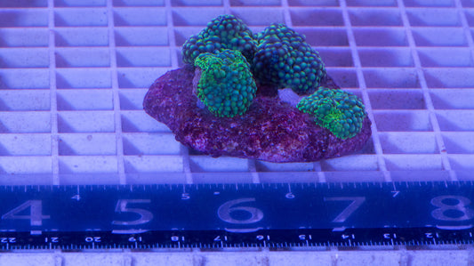 Mushroom Colony  WYSIWYG  (I3)