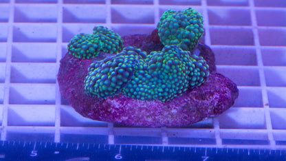 Mushroom Colony  WYSIWYG  (I3)